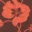 fragile bloom 12